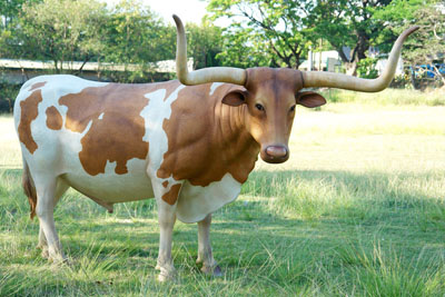 2586 longhoorn koe